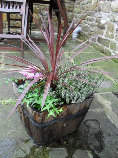 Plants in a square plant pot